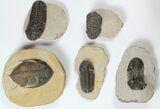 Lot: Assorted Devonian Trilobites - Pieces #119715-1